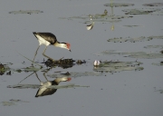 Jacana à crête - Claude Gillot